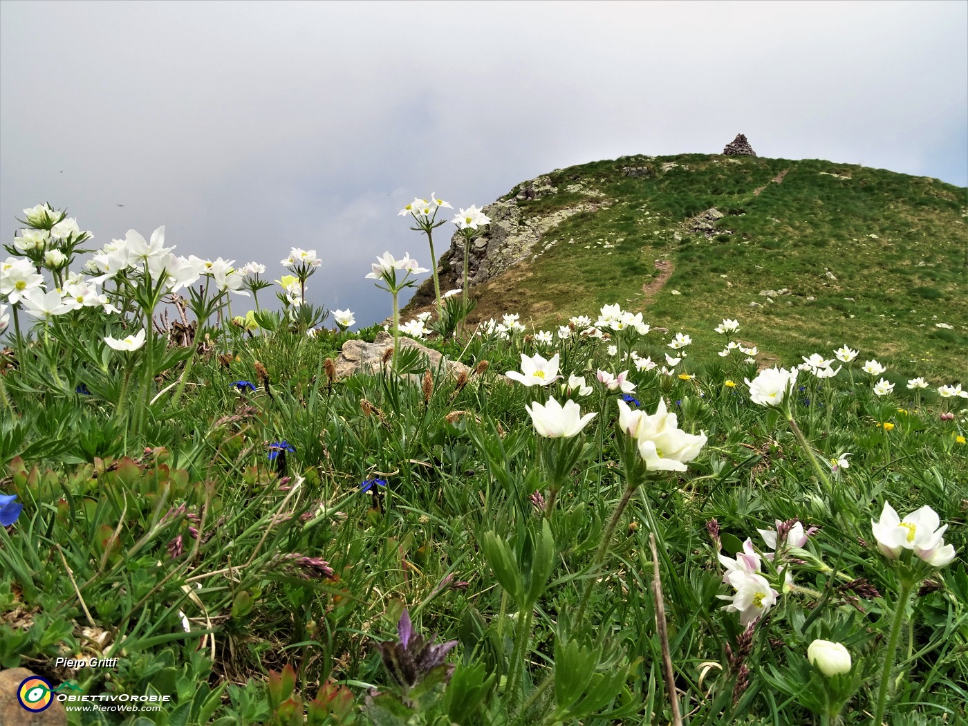 33 Anemoni narcissini (Anemonastrum narcissiflorum) con vista sull'omone del Monte Foppa.JPG